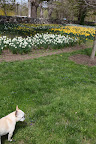 A Daffodil Bouquet for Martha