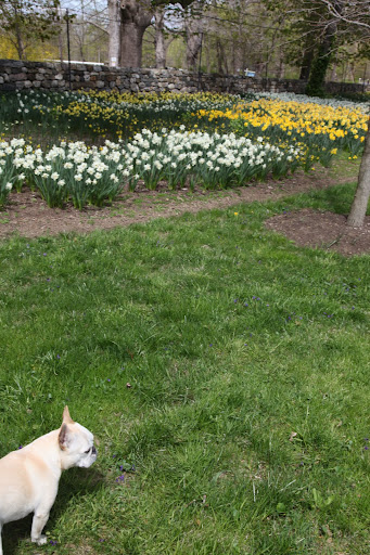 Francesca!  Come over here to the daffodil border.  We should pick a bouquet for Martha.