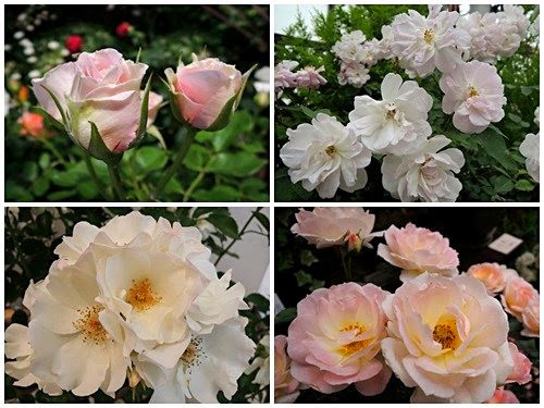 FANCL「ローズガーデン」薄ピンク白系のバラ