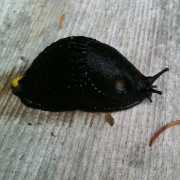 Spotting Image 1