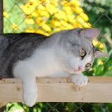 gatti