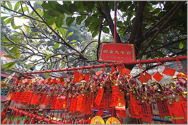 百年夫妻树 百年夫妻树