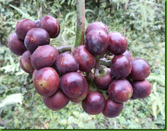 Pourouma cecropiifolia (16) Pourouma cecropiifolia (16)