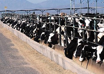 Confined-animal-feeding-operation.jpg