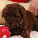 dog617-4.jpg