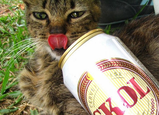[Can-cat-drink-alcohol-05%255B2%255D.jpg]