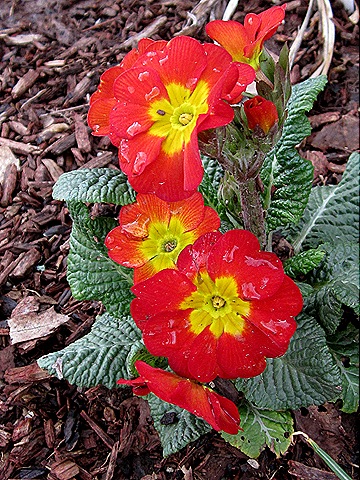 [Primrose_Red_March%252019%255B4%255D.jpg]