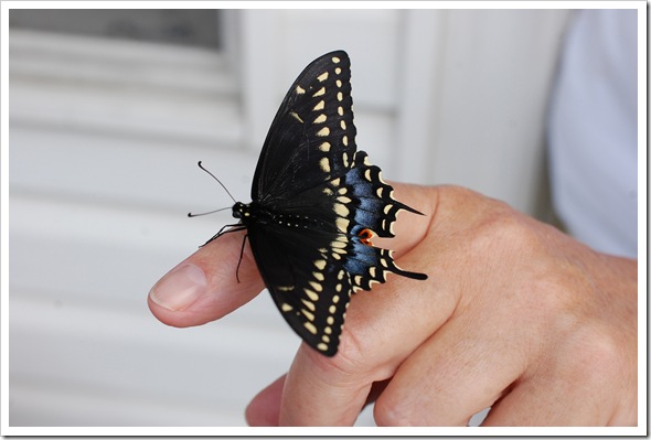 Swallowtail (1)