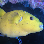 Black-spotted puffer