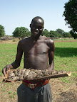 Edible rats found in a nest while clearing the land