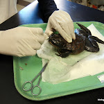 bullfrog.JPG