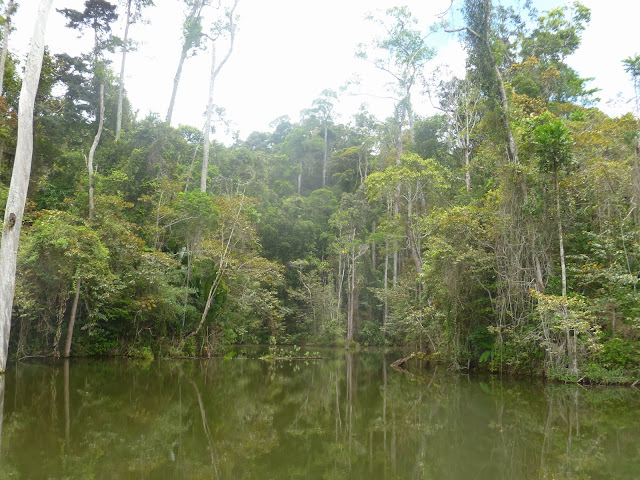 Parc de Mantadia (Madagascar), 29 décembre 2013. Photo : J. Marquet