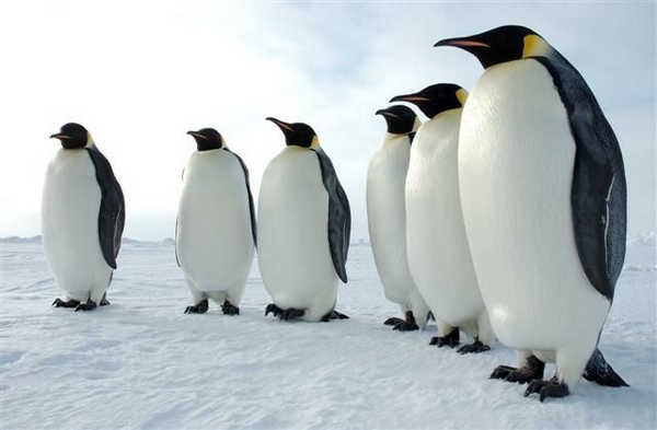 8- Pinguins-imperadores machos 8- Pinguins-imperadores machos