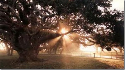 Big Oak Tree