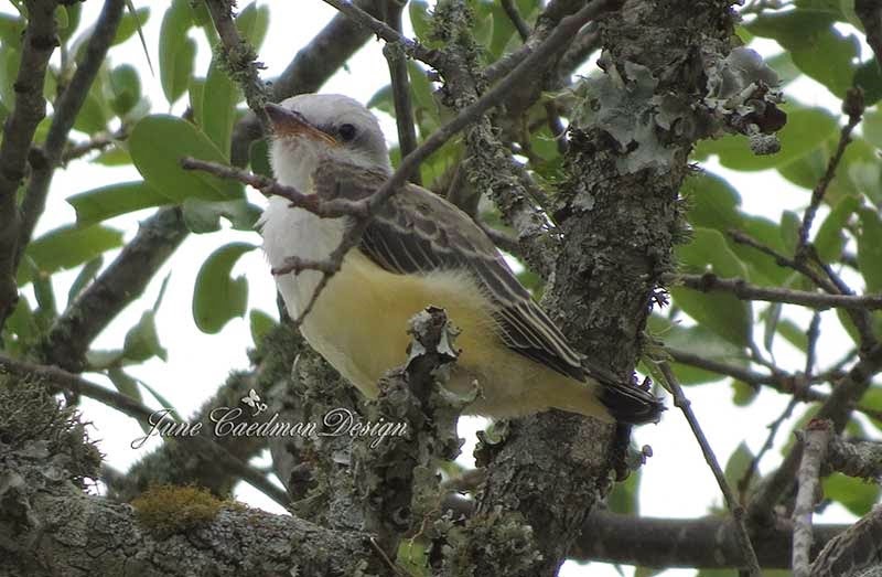 [ScissorTail_Baby3.jpg]