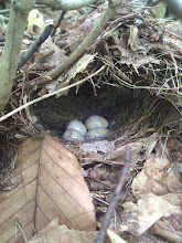 Img_20110605_123906