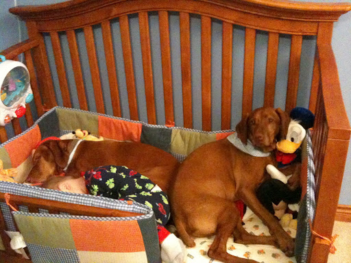 Of course, the Buehrles' own dogs are cherished members of the family. I think this photo says it all.. Of course, the Buehrles' own dogs are cherished members of the family. I think this photo says it all..
