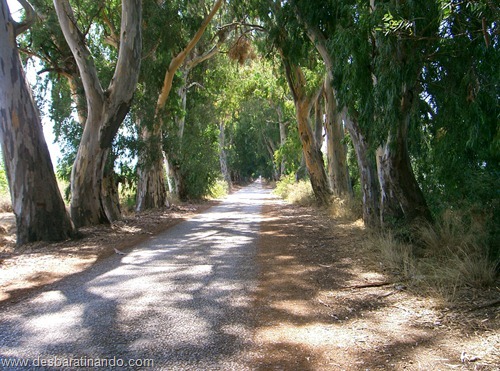 tuneis naturais arvores (25)