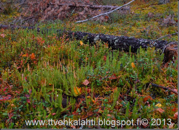 sienimetsällä 037 sienimetsällä 037