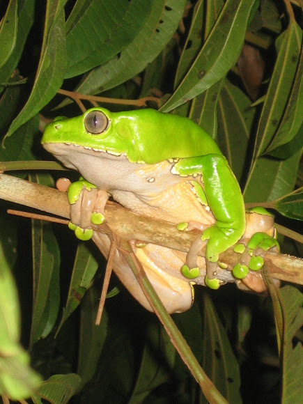 Spotting Image 1