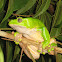 Monkey Frog