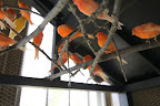 Well, I wonder why they're all perched up so high?  This cage is enormous and there's plenty of room in there for the canaries to be more scattered.
