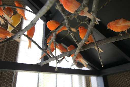 Well, I wonder why they're all perched up so high?  This cage is enormous and there's plenty of room in there for the canaries to be more scattered.