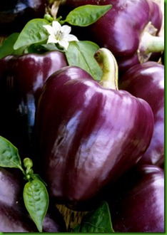 Pepper Oda Pepper Oda