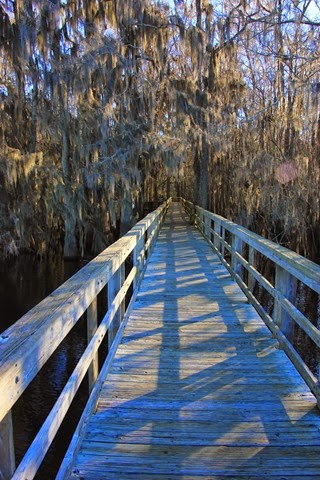 Boardwalk Manatee Springs Boardwalk Manatee Springs