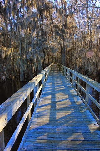 Boardwalk Manatee Springs