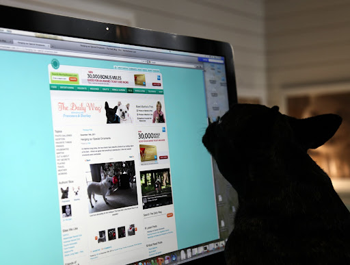 Our blog is looking good, Sharkey!  I love being able to share what we Frenchies are doing with all of our Daily Waggers!