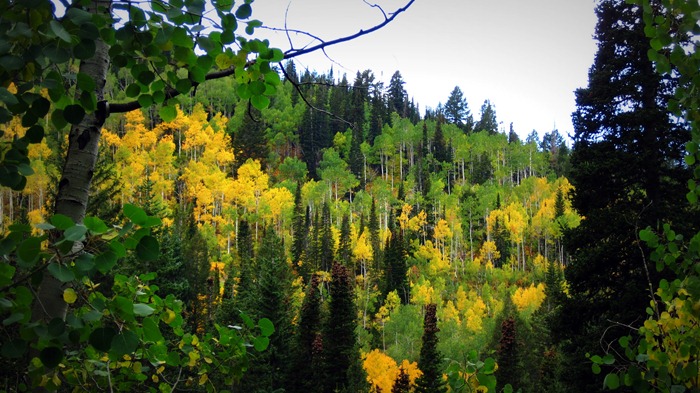 leaves and pine needles in a large variety of greens and yellows