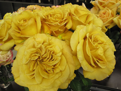 Look at the unique way these flower petals look when the rose opens.