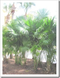 Florida vacation 3.12 pretty palm trees