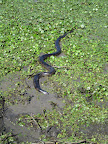 Eventually the snake got bored with us and ducked off back into the swamp.