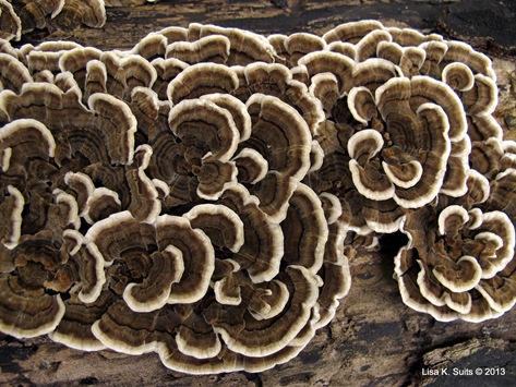 Trametes versicolor closeup Trametes versicolor closeup