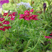 20100724-00015-24.JPG