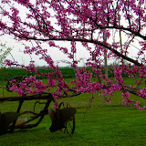 "Springtime in Oklahoma" - copyright Linda McFarlan