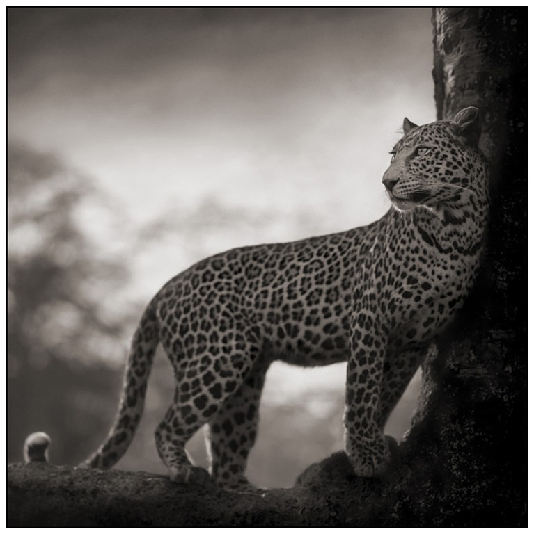 [31-Leopard-in-Crook-of-Tree2.jpg]
