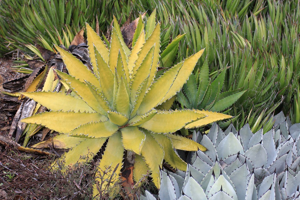[121228_UCBotGarden_Agave-xylonacantha-%252B-Agave-parryi-huachucensis_02%255B2%255D.jpg]