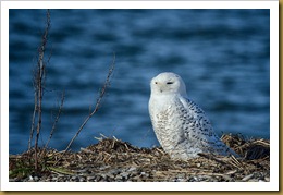 - Snowy Owl D7K_9384 November 25, 2011 NIKON D7000