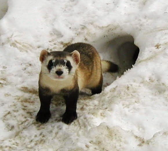 [4807-adult-black-footed-ferret-male-in-outdoor-pen-at-the-national-black-footed-ferret-conservation-s3%255B4%255D.jpg]