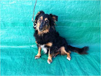RECOLETO. Macho joven. Es muy amoroso, tierno, activo, juguetón. Tuvo un problema en la piel y por eso tiene su carita sin pelo pero ya se está recuperando para volver a tener un pelo hermoso