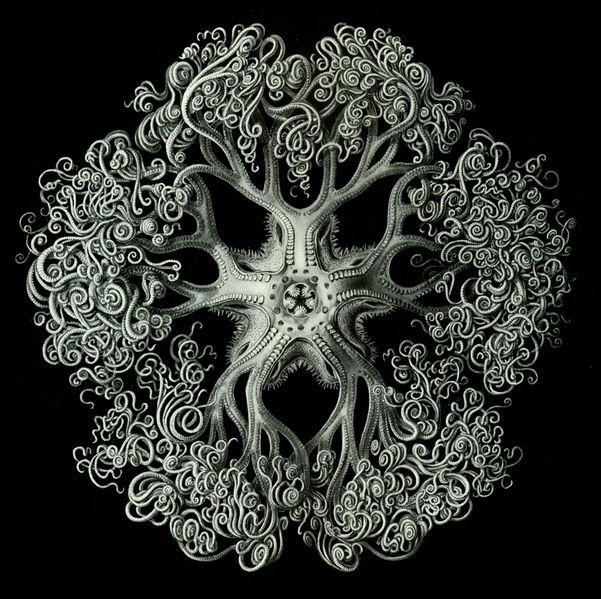 Strange Sea Creatures