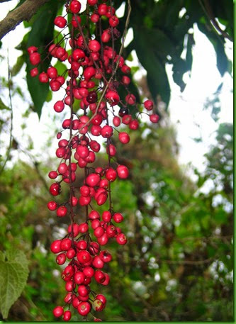 Lepisanthes fruticosa