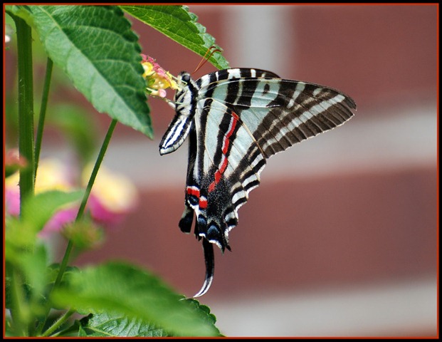 photoshare Zebra Swallowtail Bellefoontaine MS dypepper