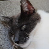 Unsere Katzen 2011