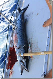 barracuda