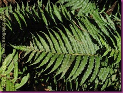 blechnum chilense