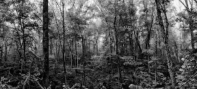 Foggy_Panoramap.jpg